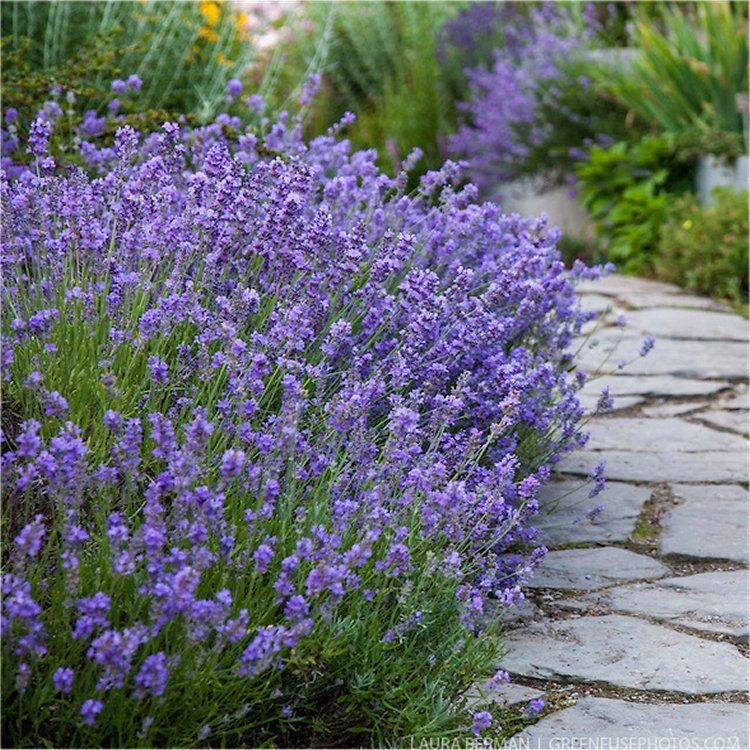 BULK PACK - Munstead English Lavender - Lavandula Angustifolia 'Munstead' - Pack Of TEN Plants 1 BULK PACK - Munstead English Lavender - Lavandula Angustifolia 'Munstead' - Pack Of TEN Plants