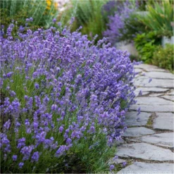 Large Munstead English Lavender - Lavandula Angustifolia 'Munstead'