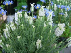 Lavendula Stoechas Snowman - White French Lavender - Lavendula