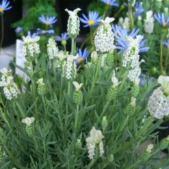 Lavendula Stoechas Snowman - White French Lavender - Lavendula 5 Lavendula Stoechas Snowman - White French Lavender - Lavendula -Outlet Plant Store lavender snowman1 2