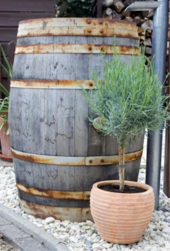 Pair Of Beautiful English Lavender Trees - Lavandula Angustifolia -Outlet Plant Store lavender tree barrel 811x1200 1