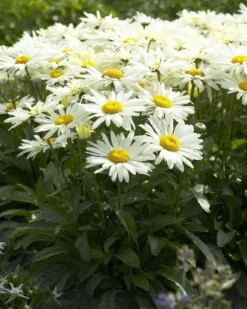 Leucanthemum Sunshine Mixture - Pack Of TEN -Outlet Plant Store leucanthemum 2