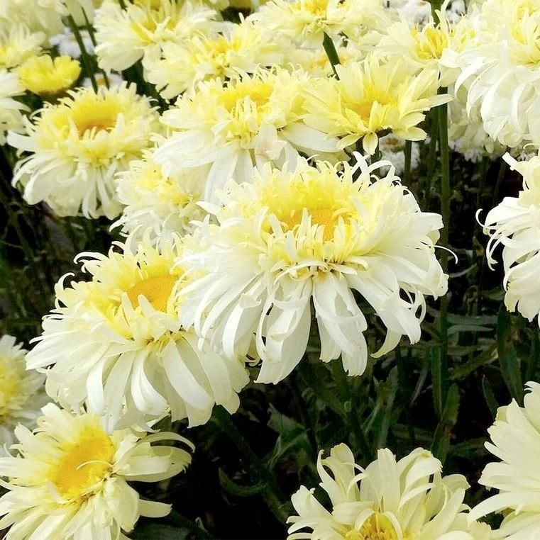 Leucanthemum Real Charmer - Large Plant 1 Leucanthemum Real Charmer - Large Plant