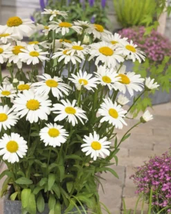 Leucanthemum X Superbum Snow Lady - Pack Of THREE Giant White Shasta Daisy Plants