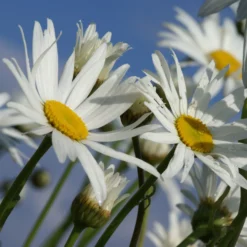 Leucanthemum Sunshine Mixture - Pack Of TEN -Outlet Plant Store leucanthemum sunshine mixture scaled