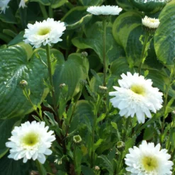 Leucanthemum Sunshine Mixture - Pack Of TEN -Outlet Plant Store leucanthemum sunshine mixture 1 scaled