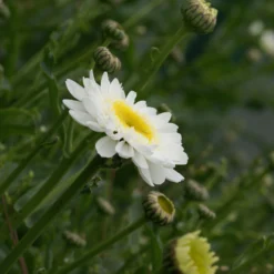 Leucanthemum Sunshine Mixture - Pack Of TEN -Outlet Plant Store leucanthemum sunshine mixture 4