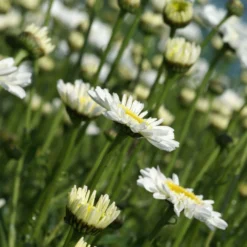 Leucanthemum Sunshine Mixture - Pack Of TEN -Outlet Plant Store leucanthemum sunshine mixture 5 scaled