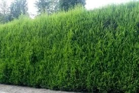 Leylandii - Green Leyland Cypress - Cuprocyparis Leylandii - Pack Of TEN 3-4ft Hedging Conifers 2 Leylandii - Green Leyland Cypress - Cuprocyparis Leylandii - Pack Of TEN 3-4ft Hedging Conifers - Image 2