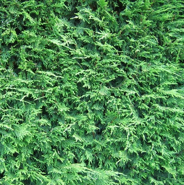 Leylandii - Green Leyland Cypress - Cuprocyparis Leylandii - Pack Of TEN 3-4ft Hedging Conifers 3 Leylandii - Green Leyland Cypress - Cuprocyparis Leylandii - Pack Of TEN 3-4ft Hedging Conifers - Image 3