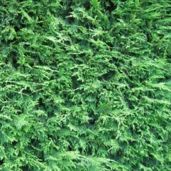 Leylandii - Green Leyland Cypress - Cuprocyparis Leylandii - Approx. 6ft Hedging Conifers 5 Leylandii - Green Leyland Cypress - Cuprocyparis Leylandii - Approx. 6ft Hedging Conifers -Outlet Plant Store leylandii green hedge3 1