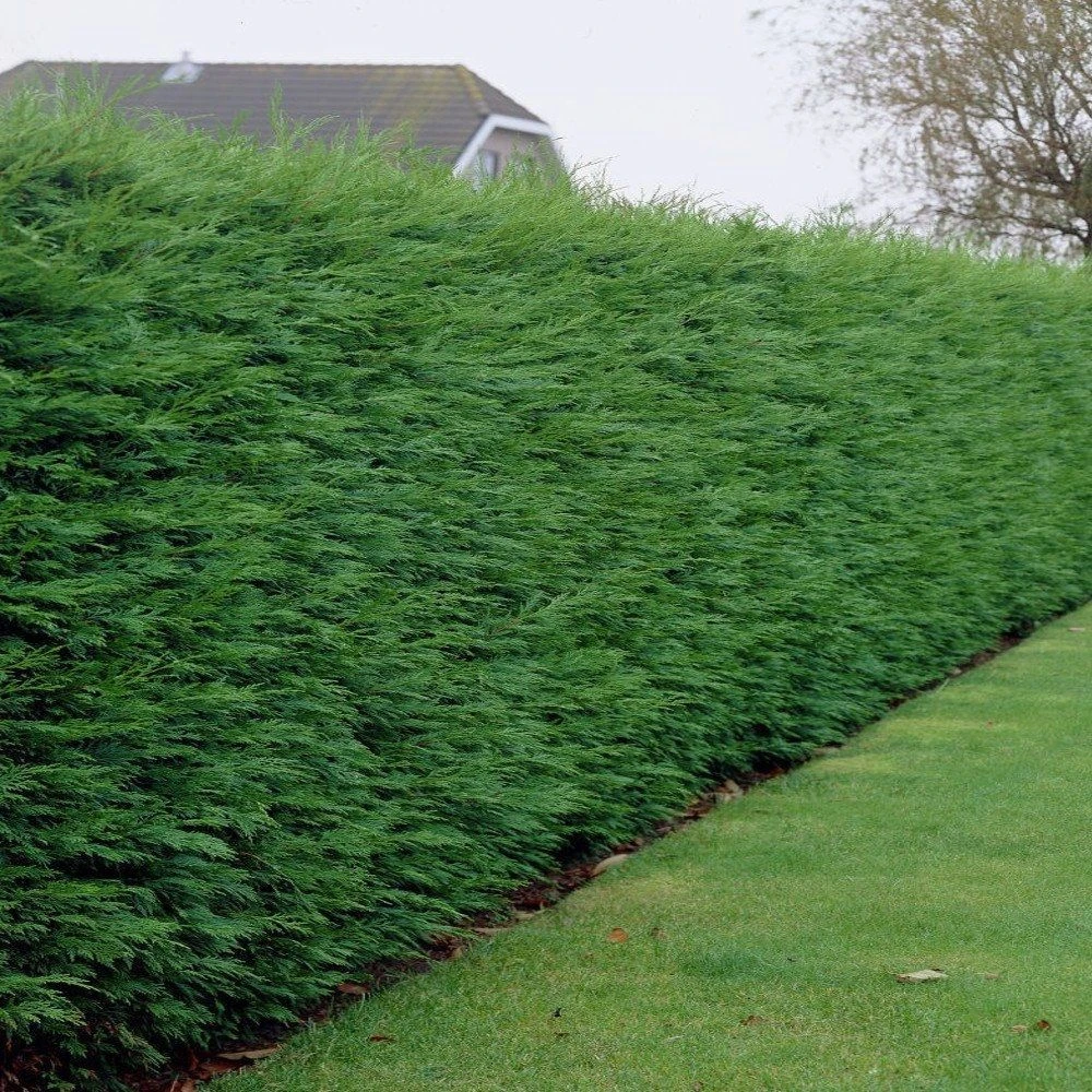 Leylandii - Green Leyland Cypress - Cuprocyparis Leylandii - Approx. 6ft Hedging Conifers 1 Leylandii - Green Leyland Cypress - Cuprocyparis Leylandii - Approx. 6ft Hedging Conifers