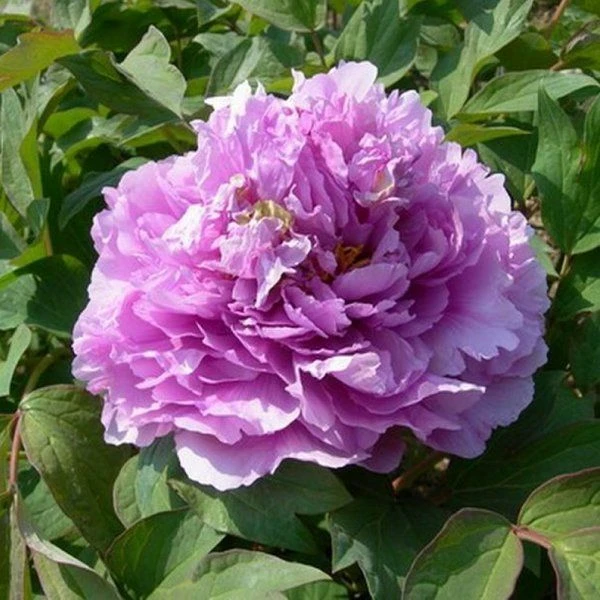 Tree Peony - Paeonia Suffruticosa ‘Ling Hua Zhan Lou’ - Limpid Dews On Two-horned Flower – Lavender-Blue 2 Tree Peony - Paeonia Suffruticosa ‘Ling Hua Zhan Lou’ - Limpid Dews On Two-horned Flower – Lavender-Blue - Image 2