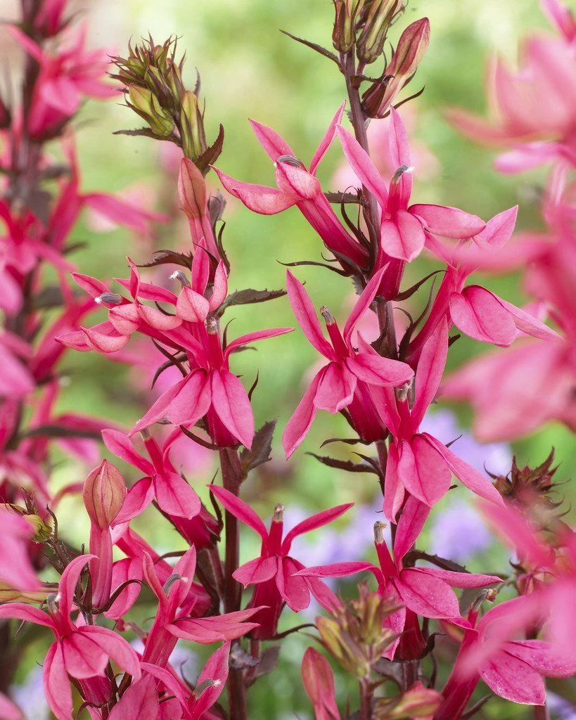 Lobelia Speciosa Fan Salmon - Pack Of THREE Plants 1 Lobelia Speciosa Fan Salmon - Pack Of THREE Plants