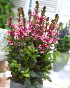 Lobelia Speciosa Fan Salmon - Pack Of THREE Plants 4 Lobelia Speciosa Fan Salmon - Pack Of THREE Plants -Outlet Plant Store lobelia fan salmon visi69905