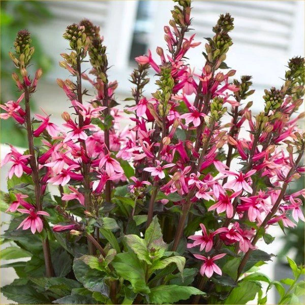 Lobelia Speciosa Fan Salmon - Pack Of THREE Plants 3 Lobelia Speciosa Fan Salmon - Pack Of THREE Plants - Image 3