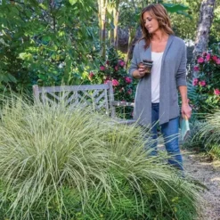 Lomandra White Sands 6 Lomandra White Sands -Outlet Plant Store lomandra white sands 1