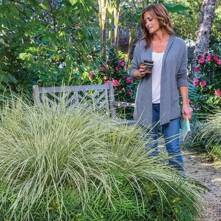 Lomandra White Sands 3 Lomandra White Sands - Image 3