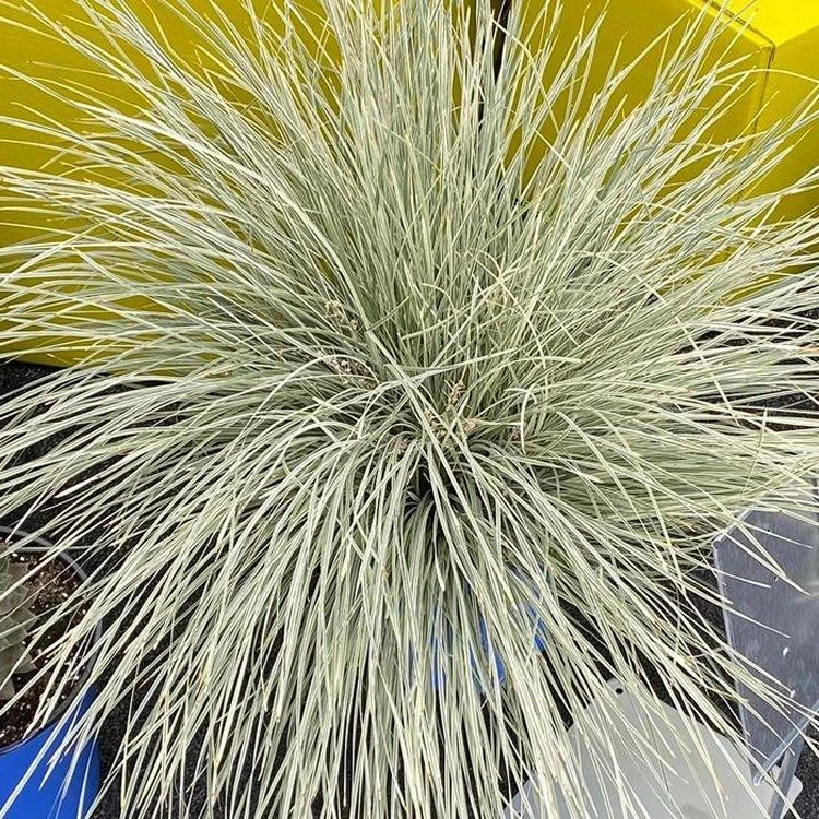 Lomandra White Sands 4 Lomandra White Sands - Image 4