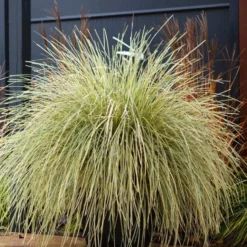 Lomandra White Sands