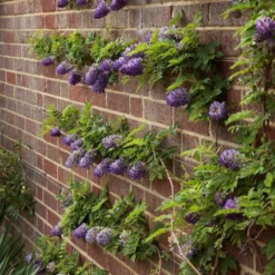 Wisteria Frutescens Longwood Purple - Large Specimen Plant 6ft 5 Wisteria Frutescens Longwood Purple - Large Specimen Plant 6ft -Outlet Plant Store longwood purple