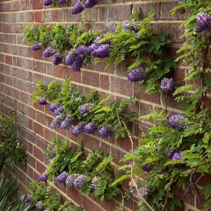 Wisteria Frutescens Longwood Purple - Large Specimen Plant 6ft 3 Wisteria Frutescens Longwood Purple - Large Specimen Plant 6ft - Image 3