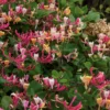 Lonicera Periclymenum Belgica - Honeysuckle