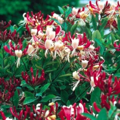 Lonicera Periclymenum Serotina - Honeysuckle 3 Lonicera Periclymenum Serotina - Honeysuckle -Outlet Plant Store lonicera serotina 2 750x750 1