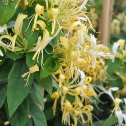 Lonicera Similis Var Delavayi - Evergreen Honeysuckle