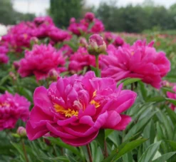 Paeonia Louis Van Houtte - Peony -Outlet Plant Store louis van houtte 1