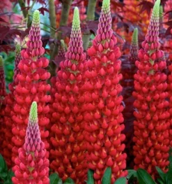 Lupinus West Country Lupins Beefeater