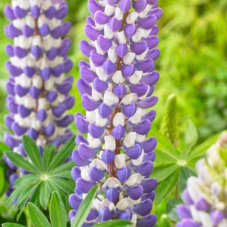Lupinus West Country Lupins King Canute 1 Lupinus West Country Lupins King Canute