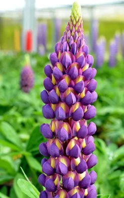 Lupinus West Country Lupins Magic Lantern 5 Lupinus West Country Lupins Magic Lantern -Outlet Plant Store lupin magic lantern 1