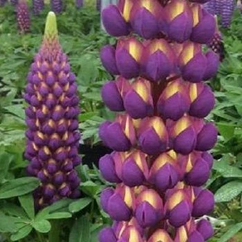 Lupinus West Country Lupins Magic Lantern 2 Lupinus West Country Lupins Magic Lantern - Image 2