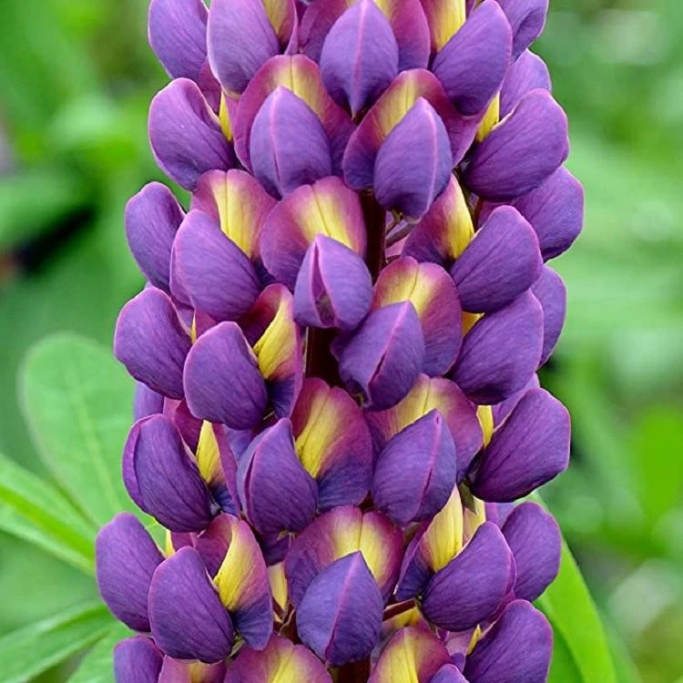 Lupinus West Country Lupins Magic Lantern 1 Lupinus West Country Lupins Magic Lantern