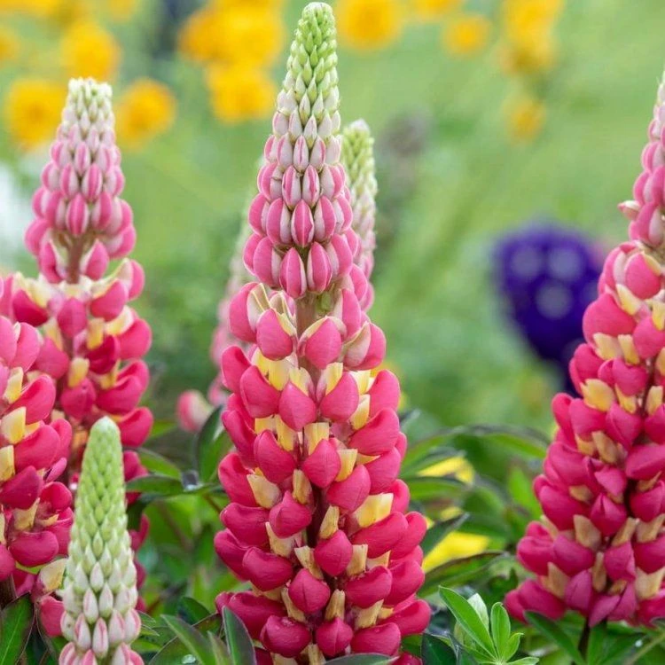 West Country Lupin Tequila Flame - Large Lupin Plant 1 West Country Lupin Tequila Flame - Large Lupin Plant