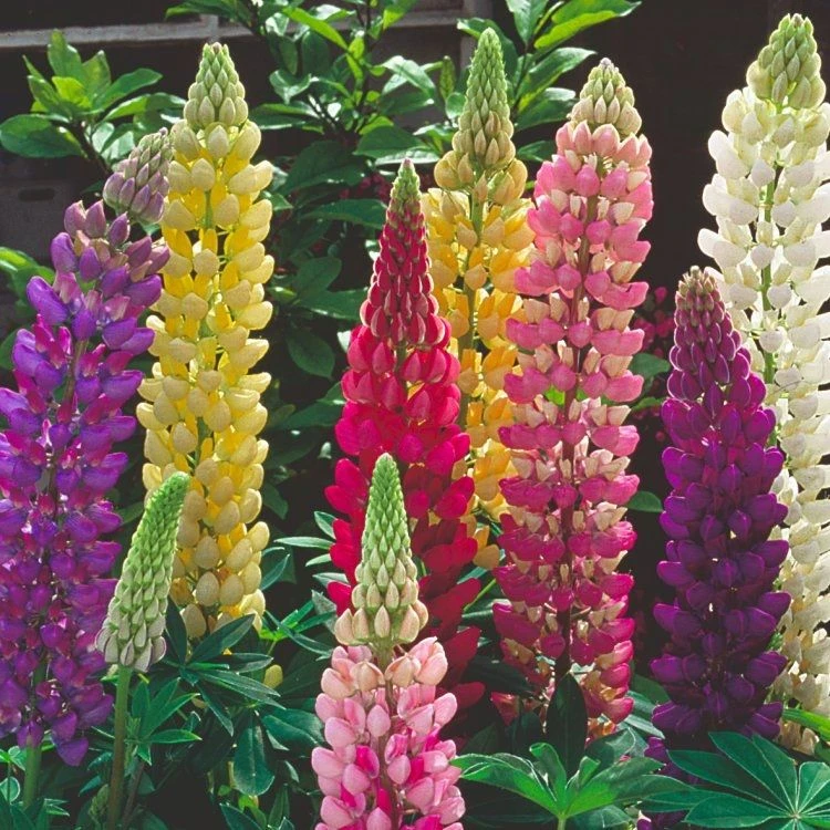 Lupin Tutti Frutti - Collection Of FIVE Plants In Assorted Colours 1 Lupin Tutti Frutti - Collection Of FIVE Plants In Assorted Colours