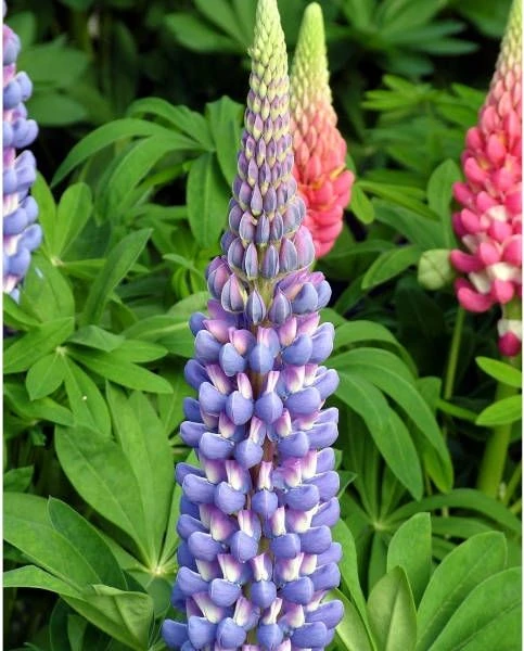 Lupinus West Country Lupin Melody 1 Lupinus West Country Lupin Melody