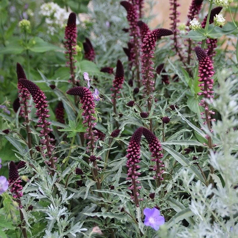 Lysimachia Atropurpurea Beaujolais - Pack Of THREE Plants 1 Lysimachia Atropurpurea Beaujolais - Pack Of THREE Plants