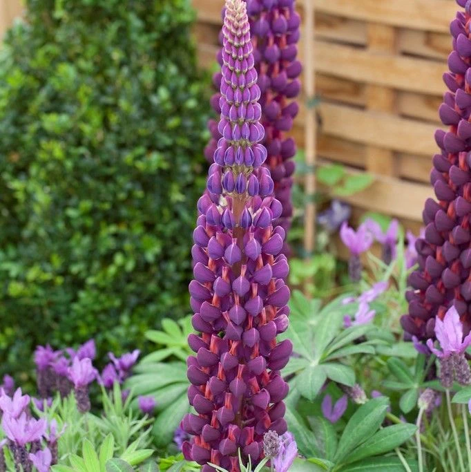 Lupinus West Country Lupin Masterpiece 1 Lupinus West Country Lupin Masterpiece