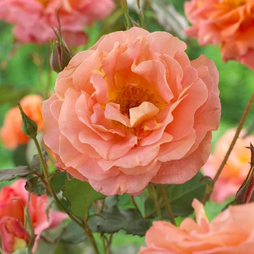 Large 6-7ft Specimen Climbing Rose - Metanoia 1 Large 6-7ft Specimen Climbing Rose - Metanoia