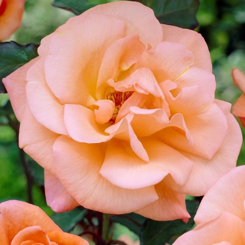 Large 6-7ft Specimen Climbing Rose - Metanoia 2 Large 6-7ft Specimen Climbing Rose - Metanoia - Image 2