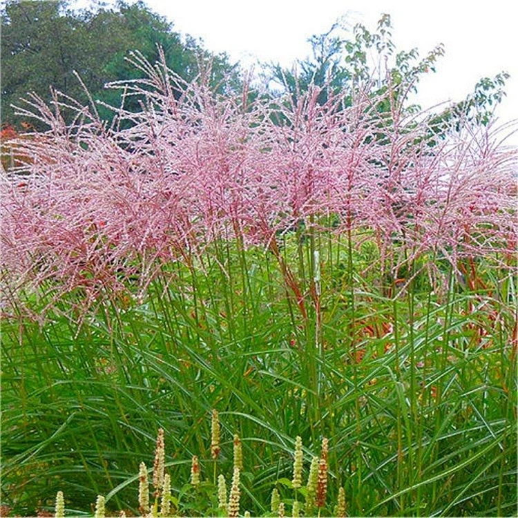 Miscanthus Sinensis Flamingo - Large Specimen 1 Miscanthus Sinensis Flamingo - Large Specimen