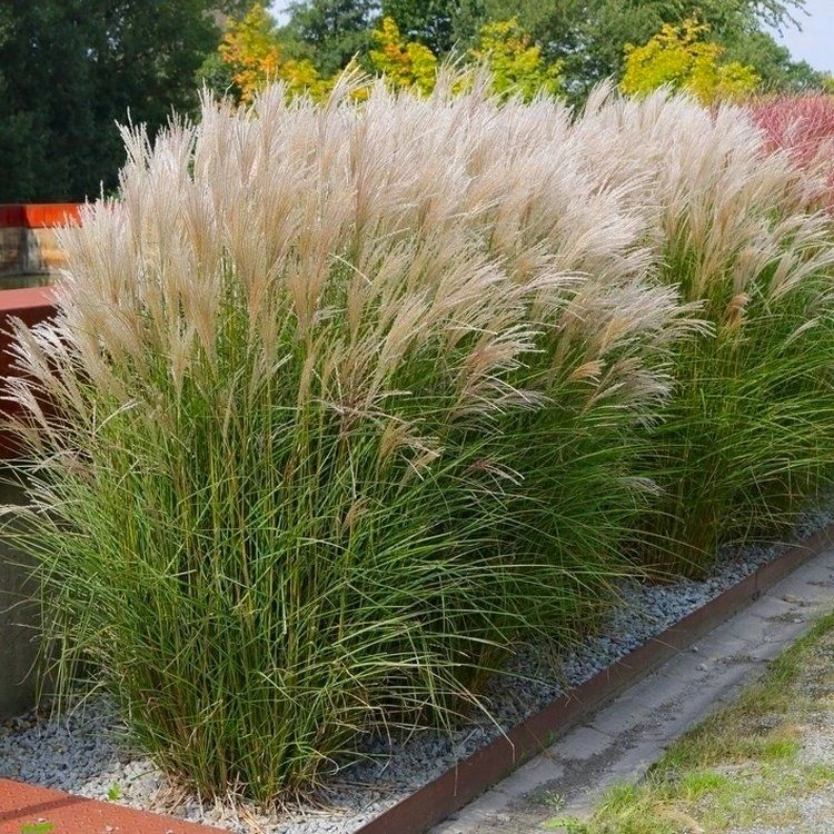 Miscanthus Sinensis Kleine Silberspinne - Chinese Silver Grass 1 Miscanthus Sinensis Kleine Silberspinne - Chinese Silver Grass