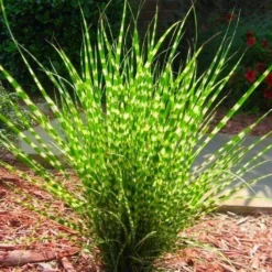 Miscanthus Sinensis Little Zebra - LARGE