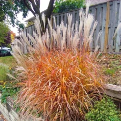 Miscanthus Indian Summer - Amazing Autumnal Colour Grass 5 Miscanthus Indian Summer - Amazing Autumnal Colour Grass -Outlet Plant Store miscanthus malepartus indian summer 1