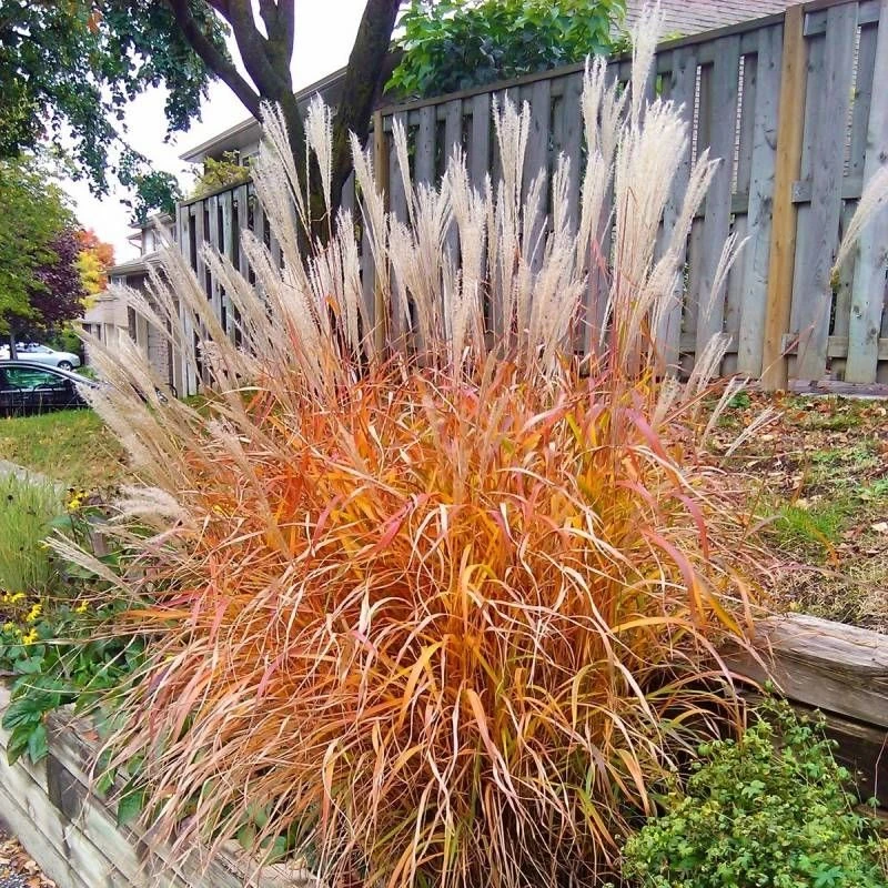 Miscanthus Indian Summer - Amazing Autumnal Colour Grass 3 Miscanthus Indian Summer - Amazing Autumnal Colour Grass - Image 3