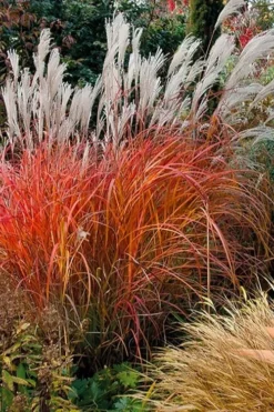 Miscanthus 'Purpurascens' - Flame Grass 7 Miscanthus 'Purpurascens' - Flame Grass -Outlet Plant Store miscanthus purpurascens flame grass 10