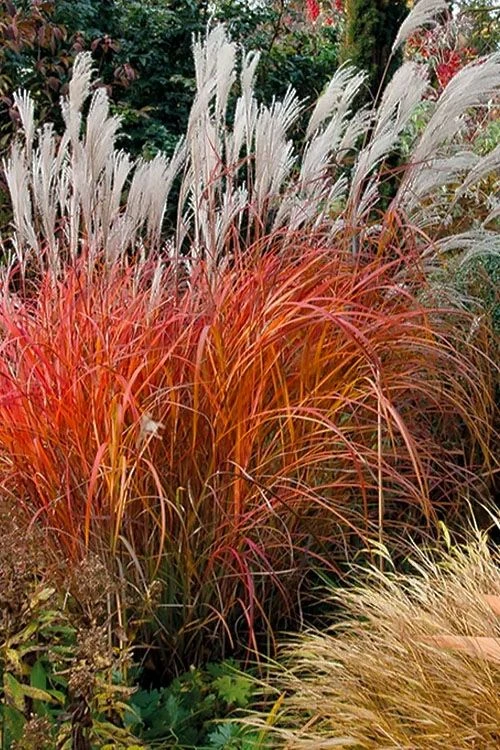 Miscanthus 'Purpurascens' - Flame Grass 4 Miscanthus 'Purpurascens' - Flame Grass - Image 4