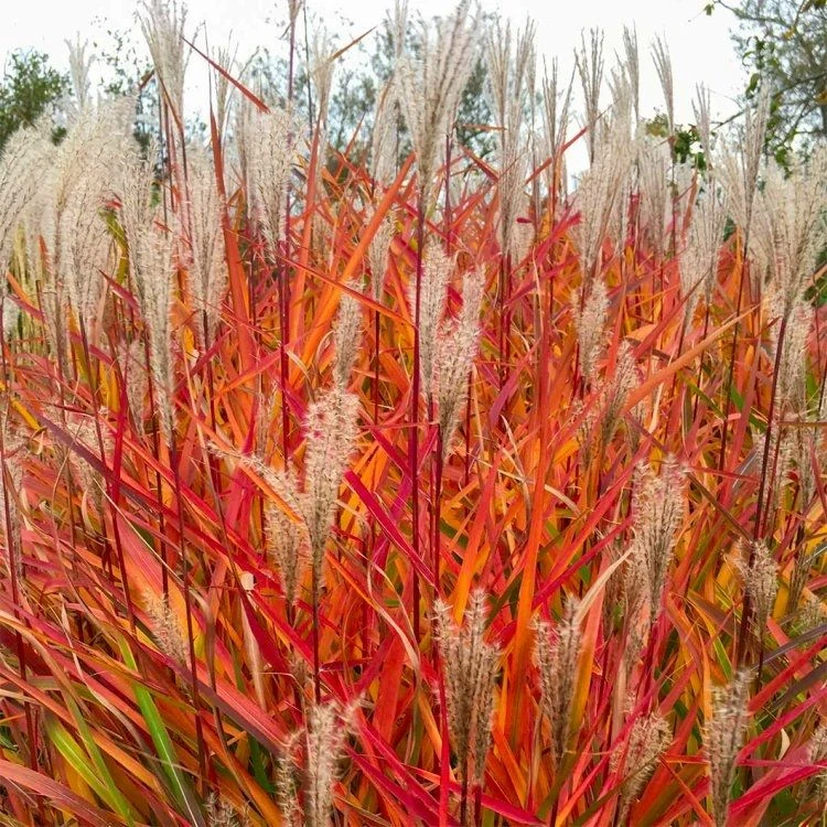 Miscanthus 'Purpurascens' - Flame Grass 3 Miscanthus 'Purpurascens' - Flame Grass - Image 3